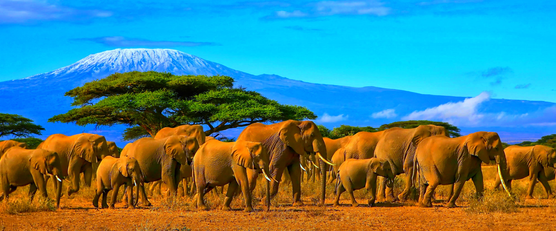 group of elephants in africa